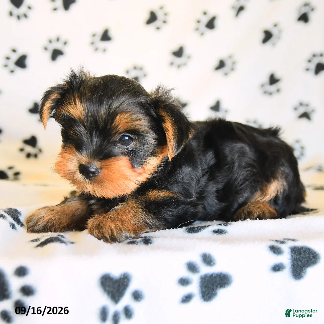 Yorkshire Terrier dogs for sale: Peanut  - Ad 1