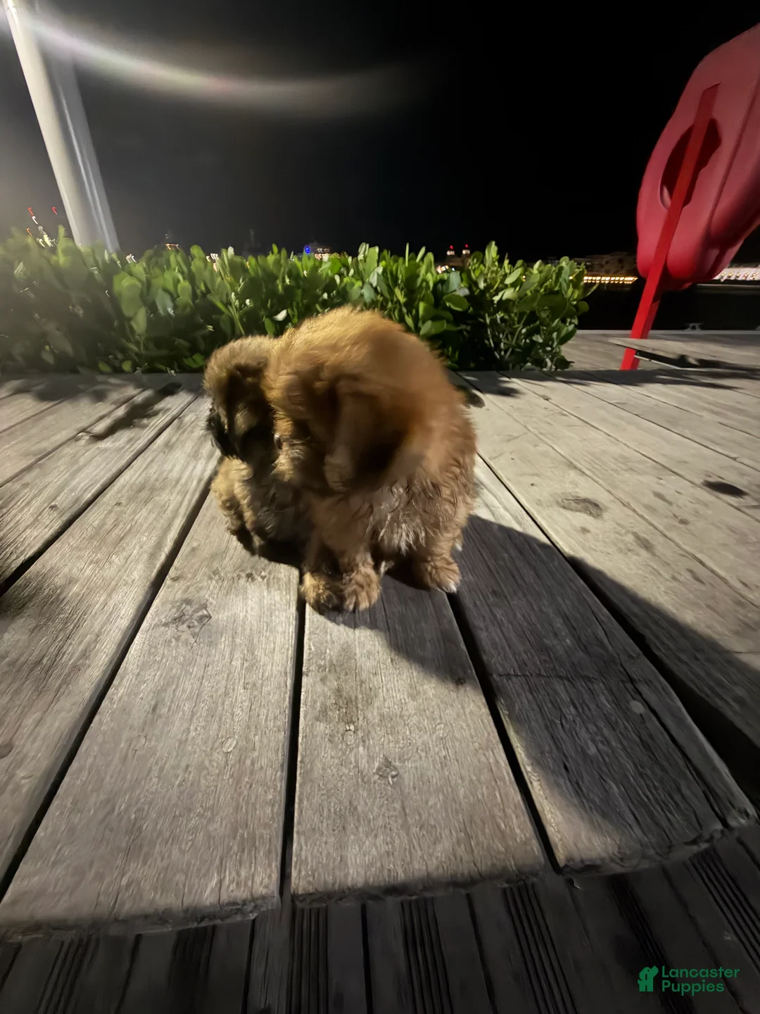 Shih Tzu dogs for sale: Shih Tzu 1 - Ad 2