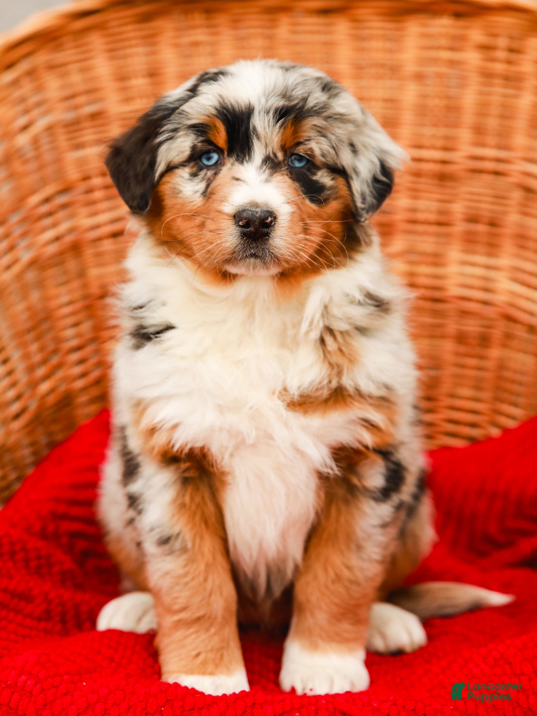 Aussiedoodle dogs for sale: Shadow Standard - Ad 2