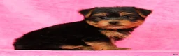 Yorkshire Terrier dogs for sale: Benji - Ad 6