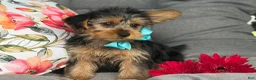 Yorkshire Terrier dogs for sale: Muff - Ad 5