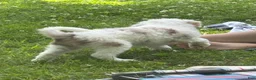 Mixed Breed dogs for sale: Mixed Breed 2 - Ad 3