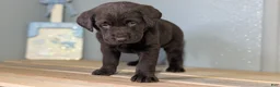 Labrador Retriever dogs for sale: Ivy - Ad 9