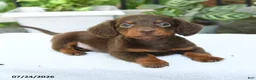 Miniature Dachshund dogs for sale: Darius - Ad 5