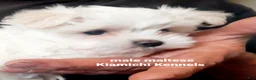 Maltese dogs for sale: Maltese Puppy 1 - Ad 4