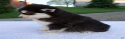 Pomsky dogs for sale: Melody - Ad 3
