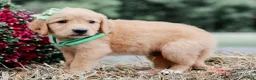 Golden Retriever dogs for sale: Aiken AKC Golden Retriever Pup - Ad 4