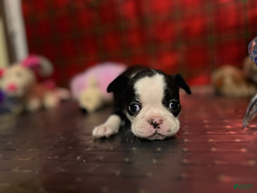 Mixed Breed dogs for sale: Sebastian - Ad 9