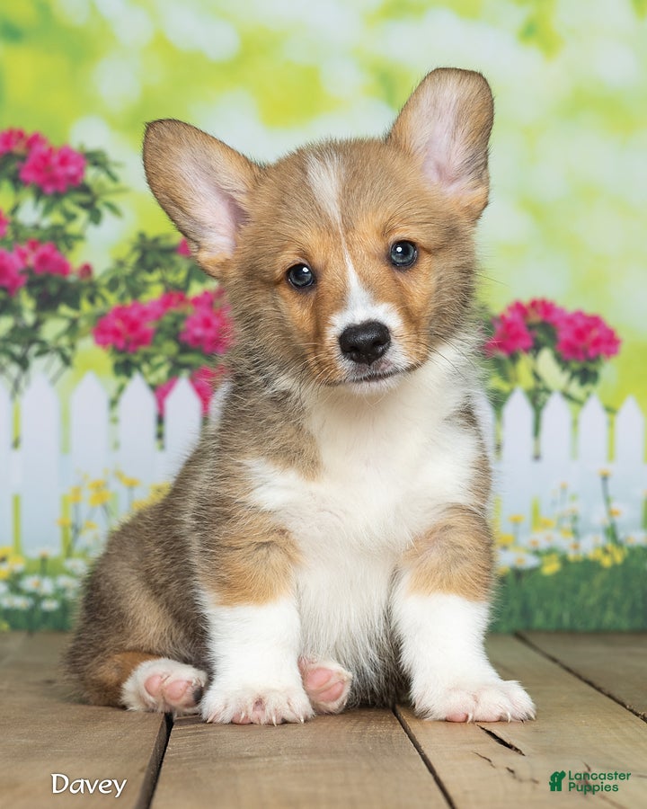 Welsh Corgi Pembroke dogs Davey - Ad 1