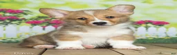 Welsh Corgi Pembroke dogs for sale: Davey - Ad 1