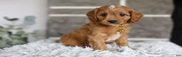 Cavapoo dogs for sale: Twinkle - Ad 4