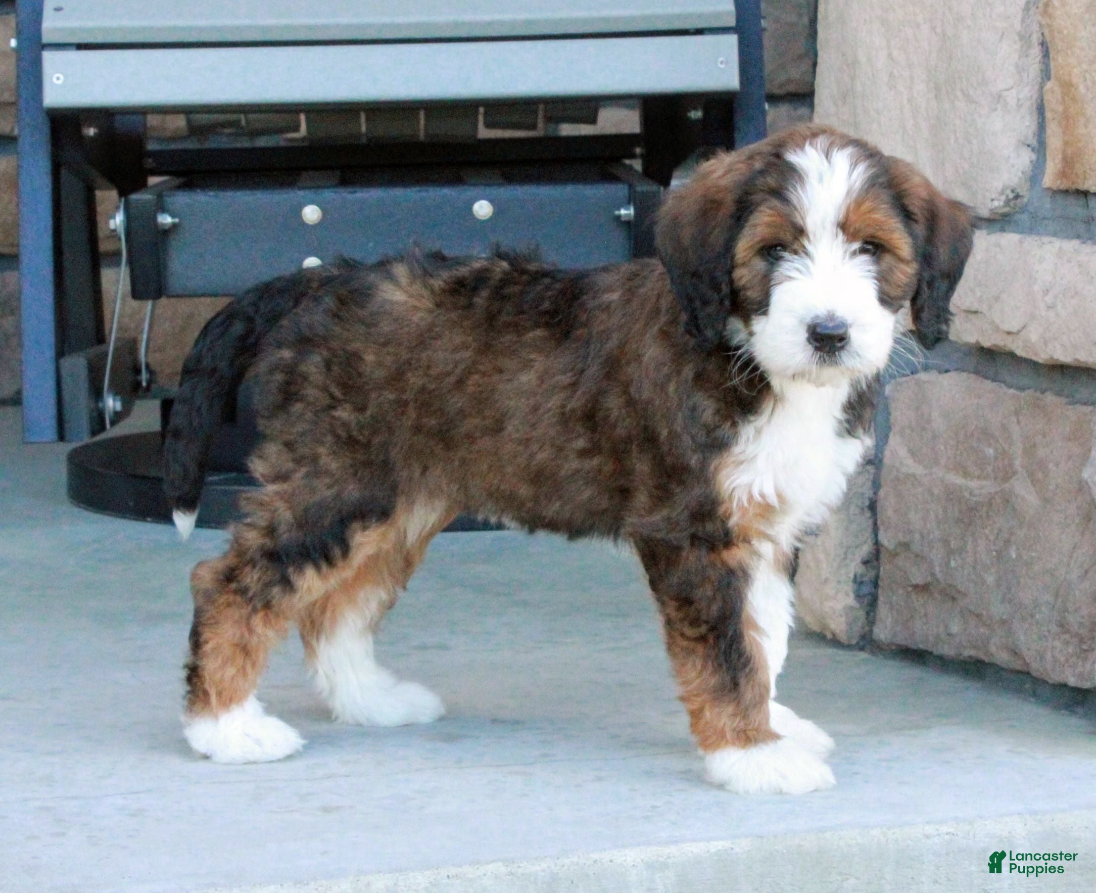 Bernedoodle dogs Luna - Ad 1