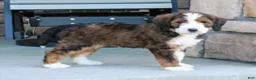 Bernedoodle dogs for sale: Luna - Ad 1
