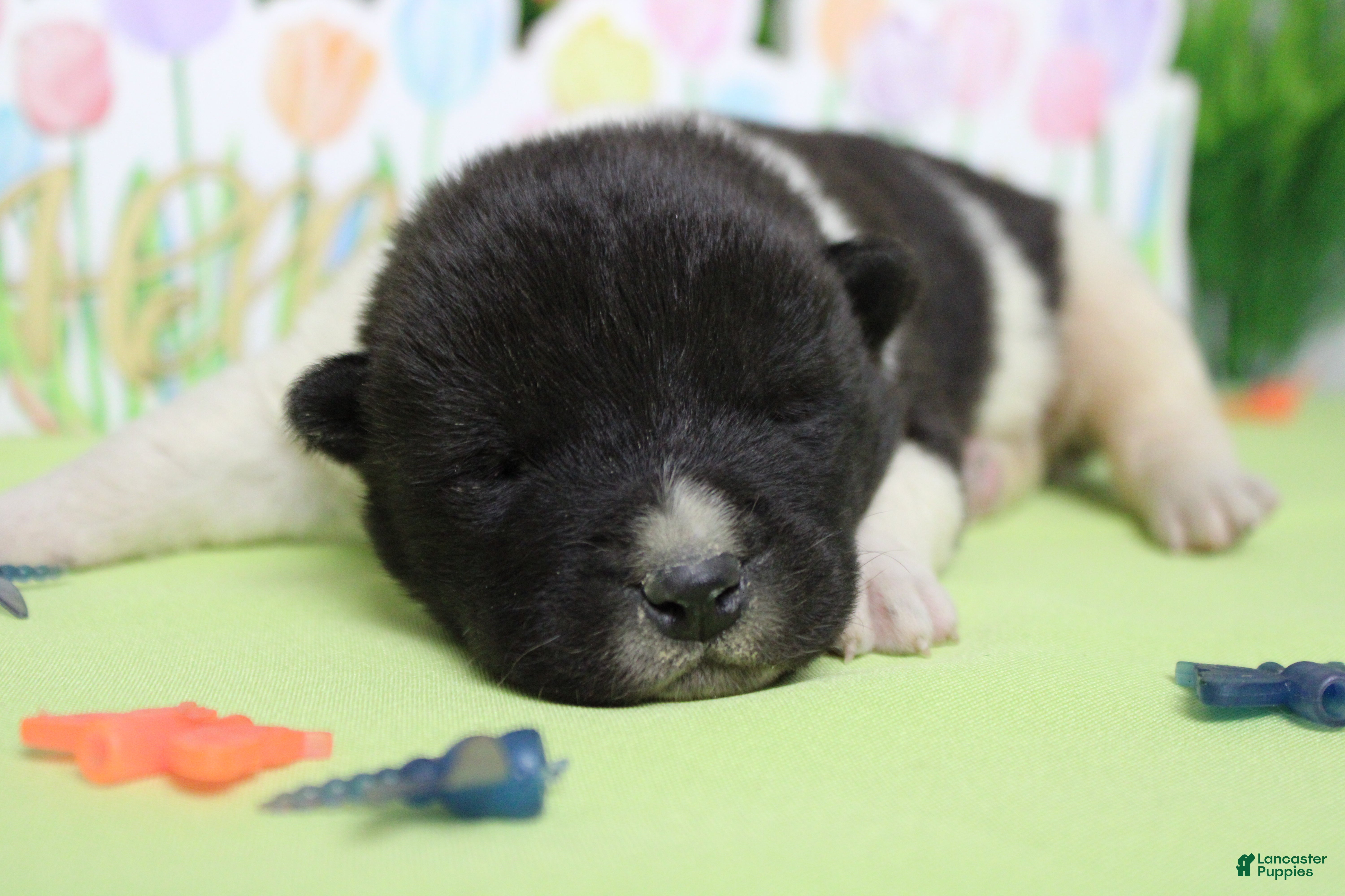 Akita dogs Fuji  - Ad 8