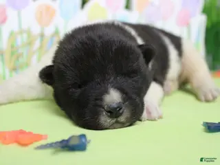 Akita dogs Fuji - Ad 8