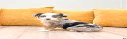 Miniature Australian Shepherd dogs for sale: Trixie - Ad 4