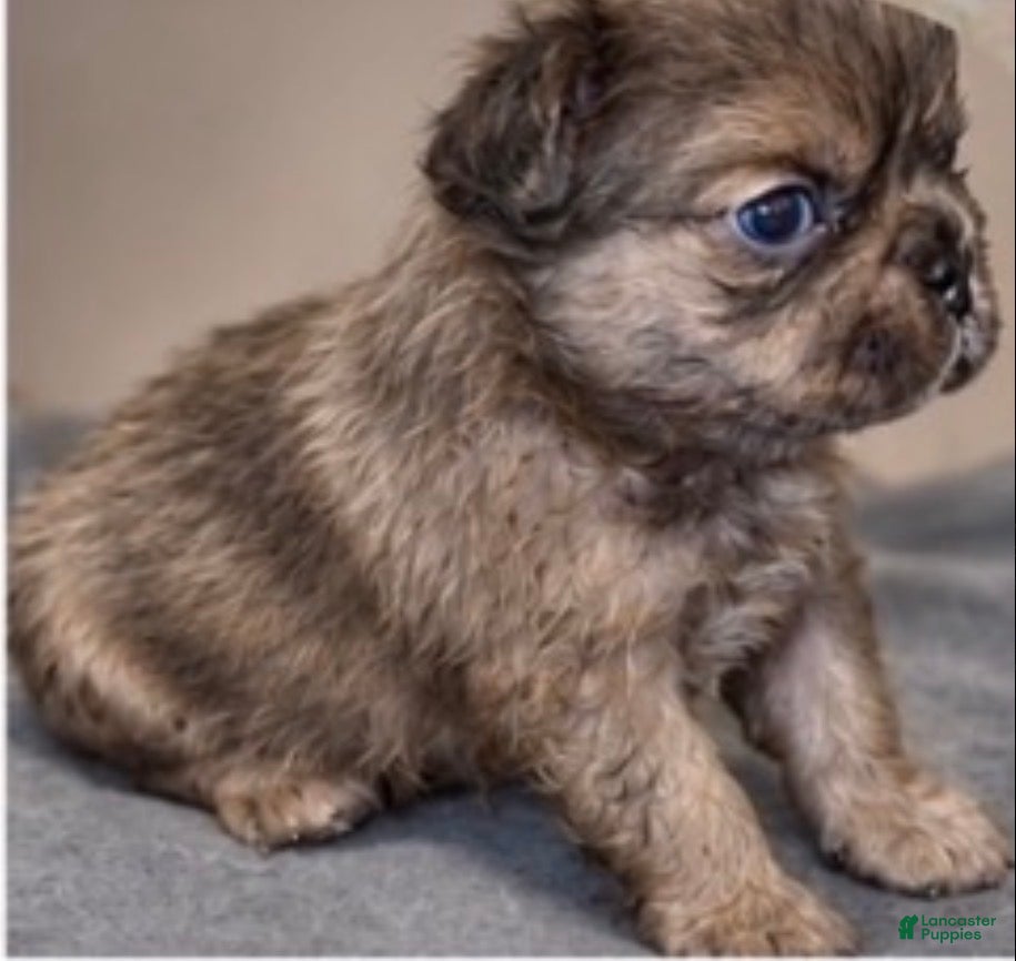 French Bulldog dogs Max - Ad 1