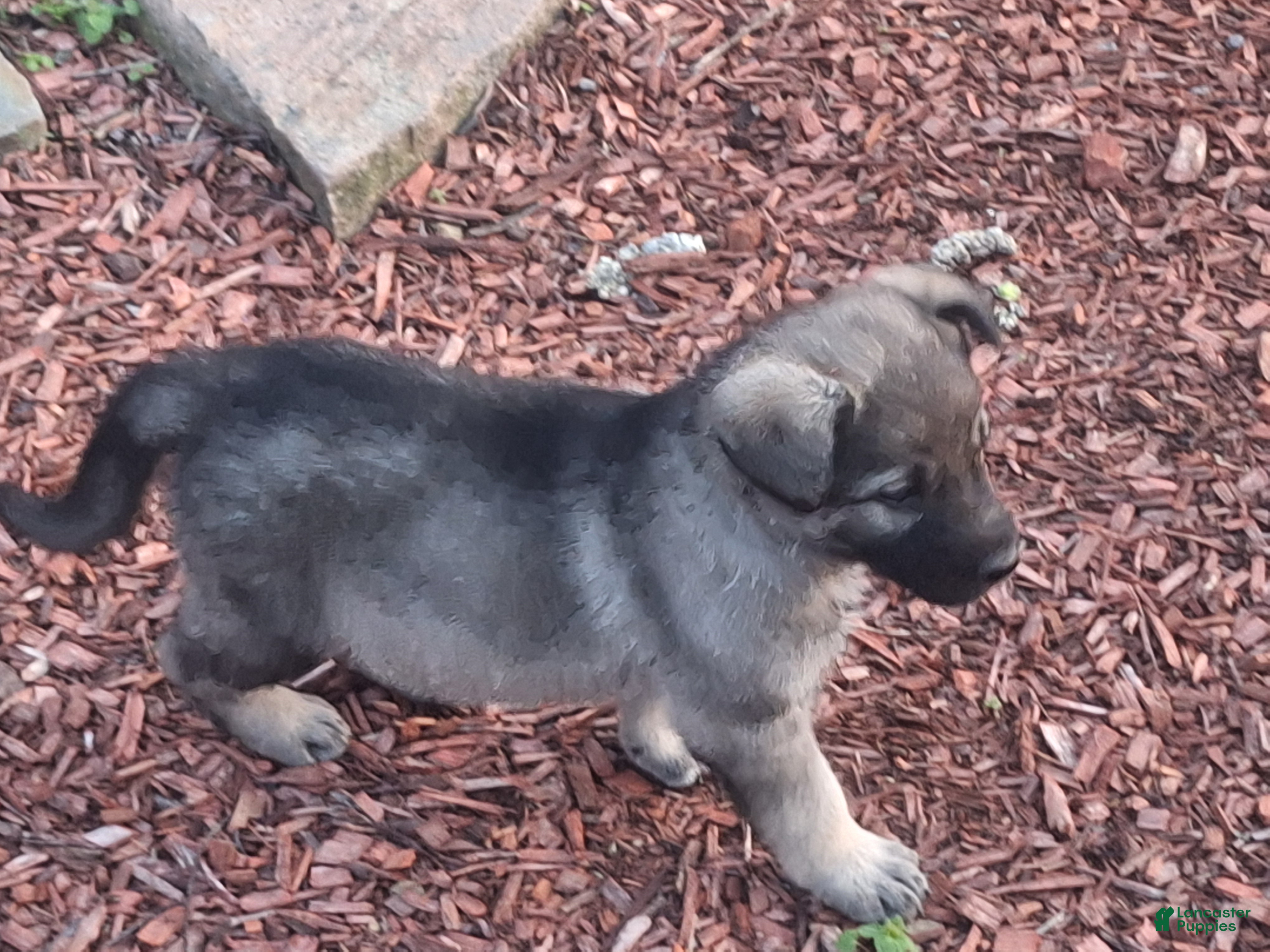 German Shepherd dogs Zena - Ad 2