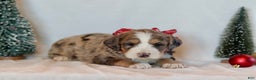 Bernedoodle dogs for sale: Winter - Ad 7