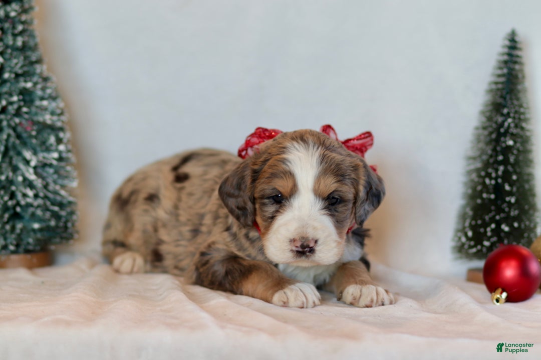 Bernedoodle dogs for sale: Winter - Ad 7