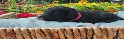 Mini Sheepadoodle dogs for sale: Ripley  - Ad 20