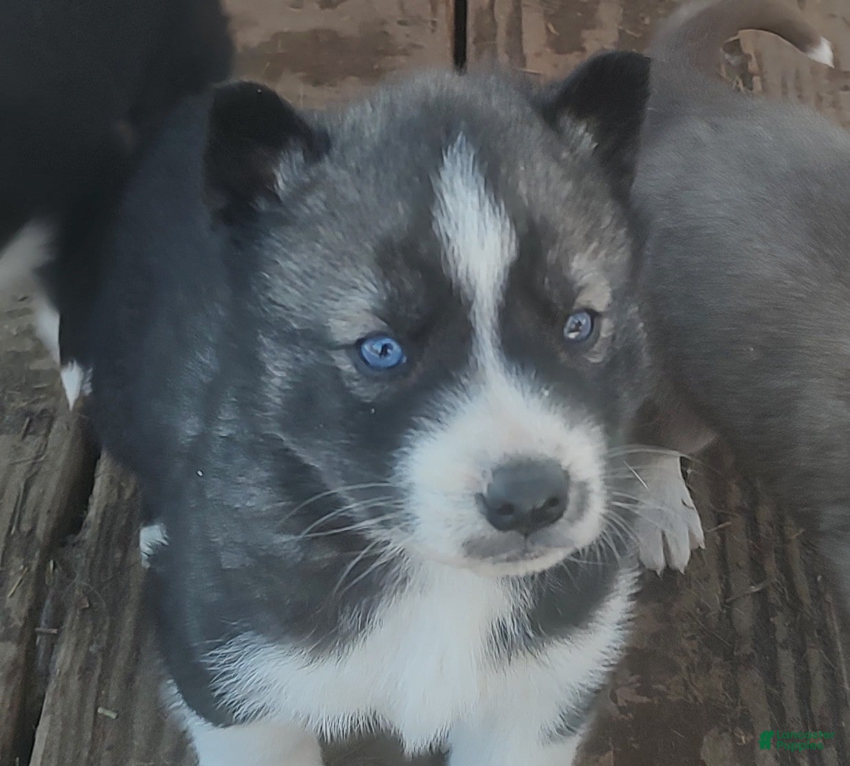 Siberian Husky dogs Siberian Husky Puppy 2 - Ad 36