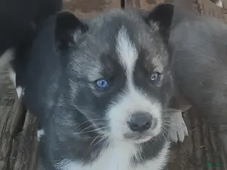 Siberian Husky dogs Siberian Husky Puppy 2 - Ad 36