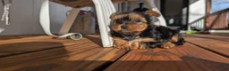 Yorkshire Terrier dogs for sale: Brittany  - Ad 8