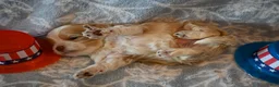 Havapoo dogs for sale: Cody - Ad 3