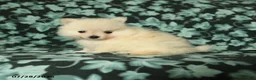 Pomeranian dogs for sale: Tiny tim - Ad 3