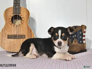 Mixed Breed dogs Bear - Ad 29