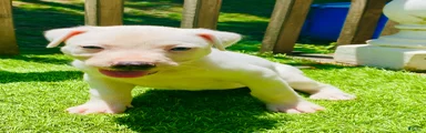 American Pit Bull Terrier 2
