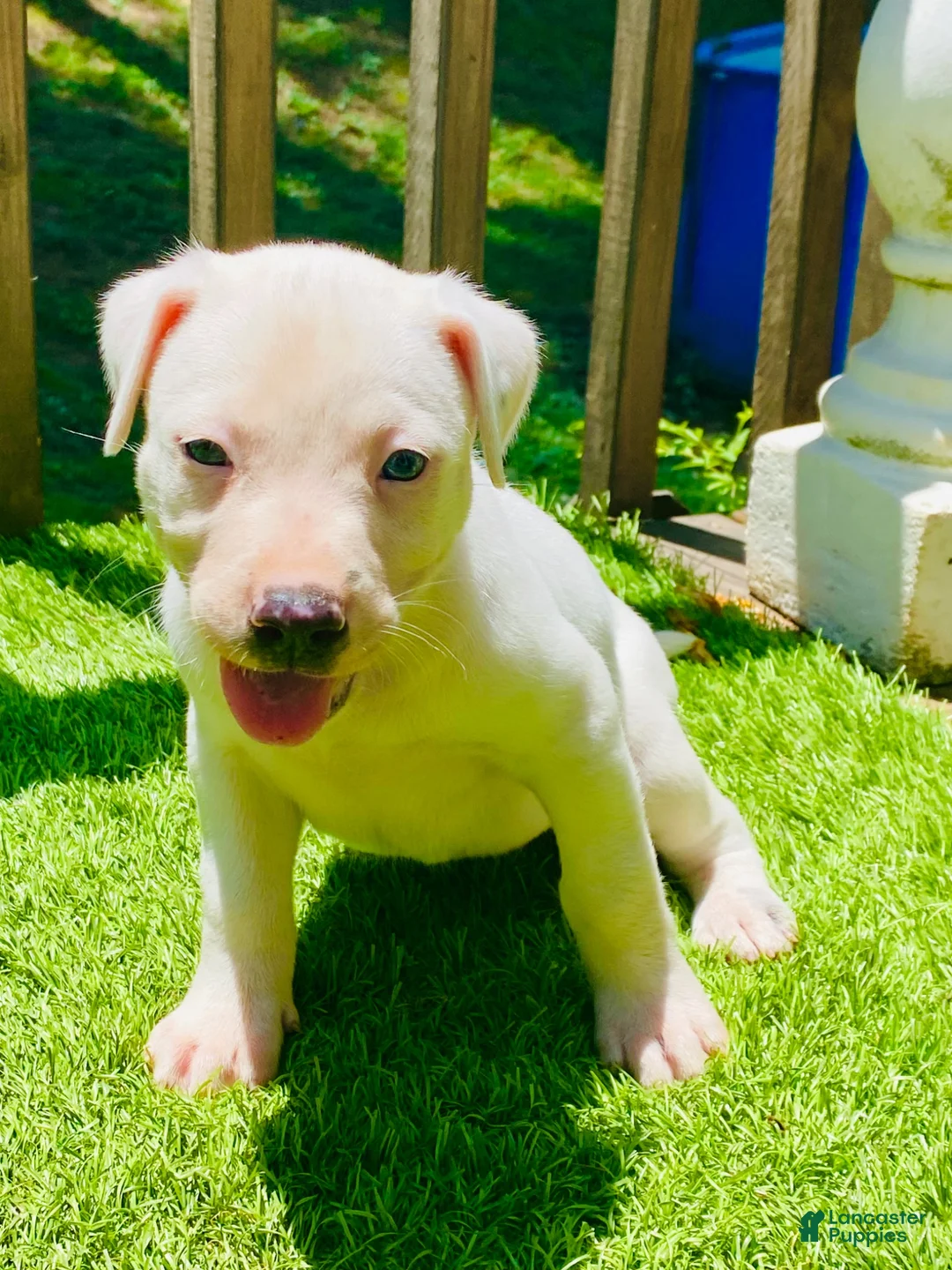 American Pit Bull Terrier dogs for sale: American Pit Bull Terrier 2 - Ad 1