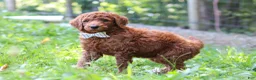Standard Poodle dogs for sale: Chase AKC - Ad 2
