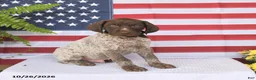 German Shorthaired Pointer dogs for sale: Thorton - Ad 4
