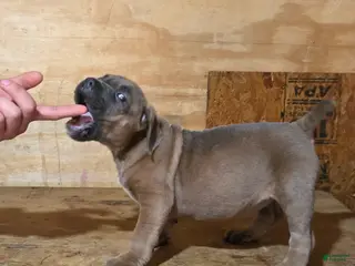 Mixed Breed dogs Hawks Angel - Ad 8