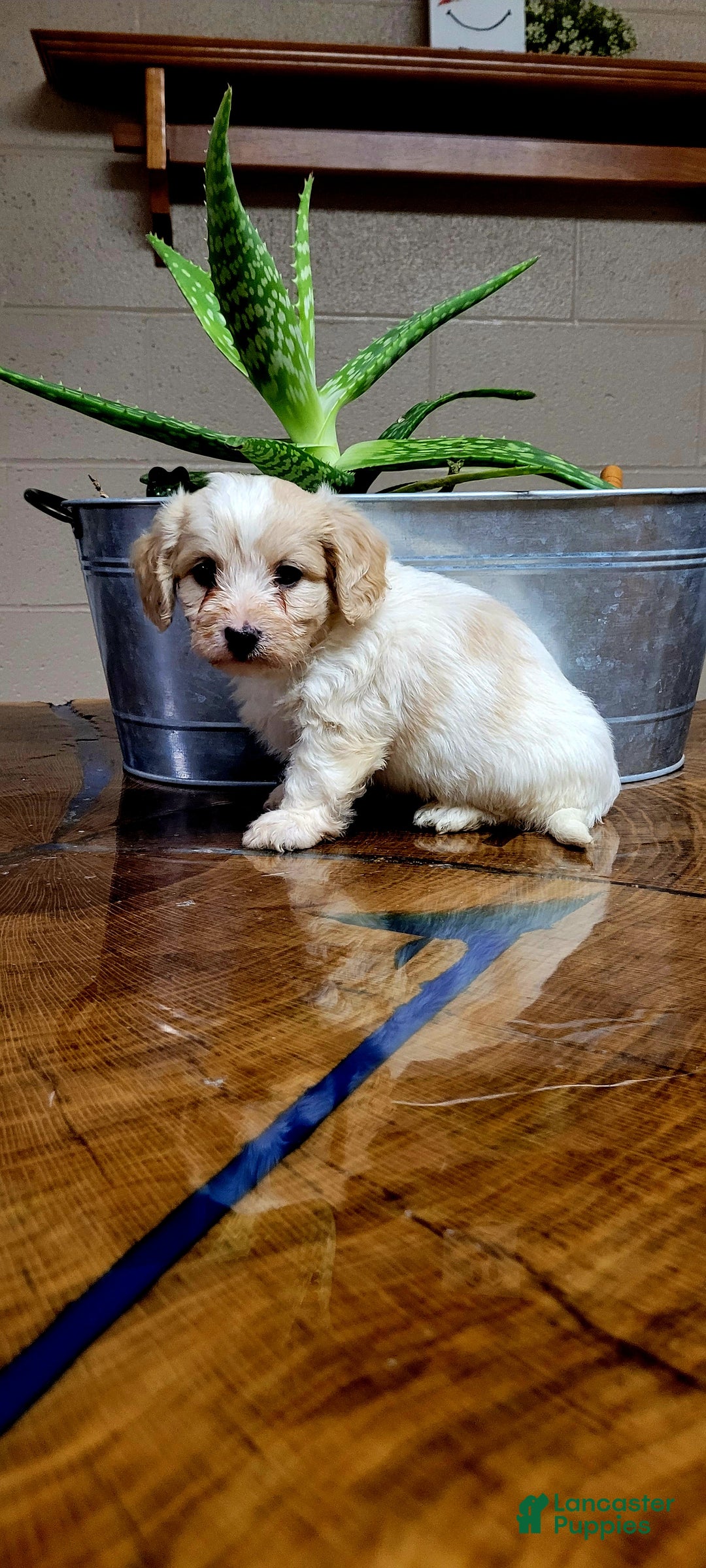 Cavachon dogs for sale: Cooper  - Ad 6