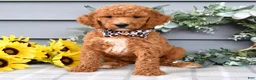 Standard Poodle dogs for sale: Raven - Ad 5