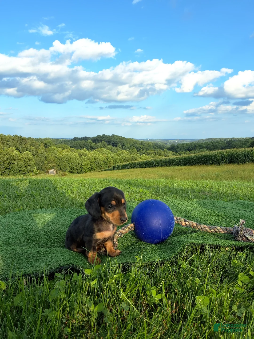 Dachshund dogs for sale: Tanner  - Ad 2