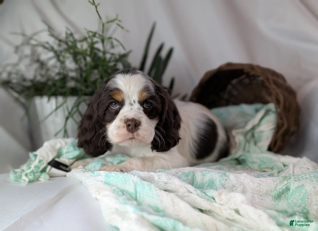 Cocker Spaniel dogs for sale: Zeke - Ad 7
