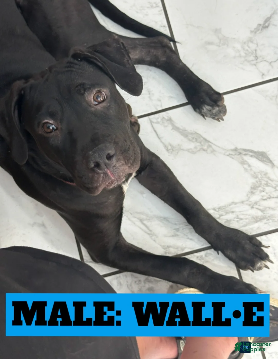 Mixed Breed dogs for sale: Wall•E - Ad 10