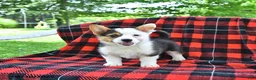 Welsh Corgi Pembroke dogs for sale: Bethany - Ad 3