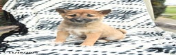 Shiba Inu dogs for sale: Nellie - Ad 2