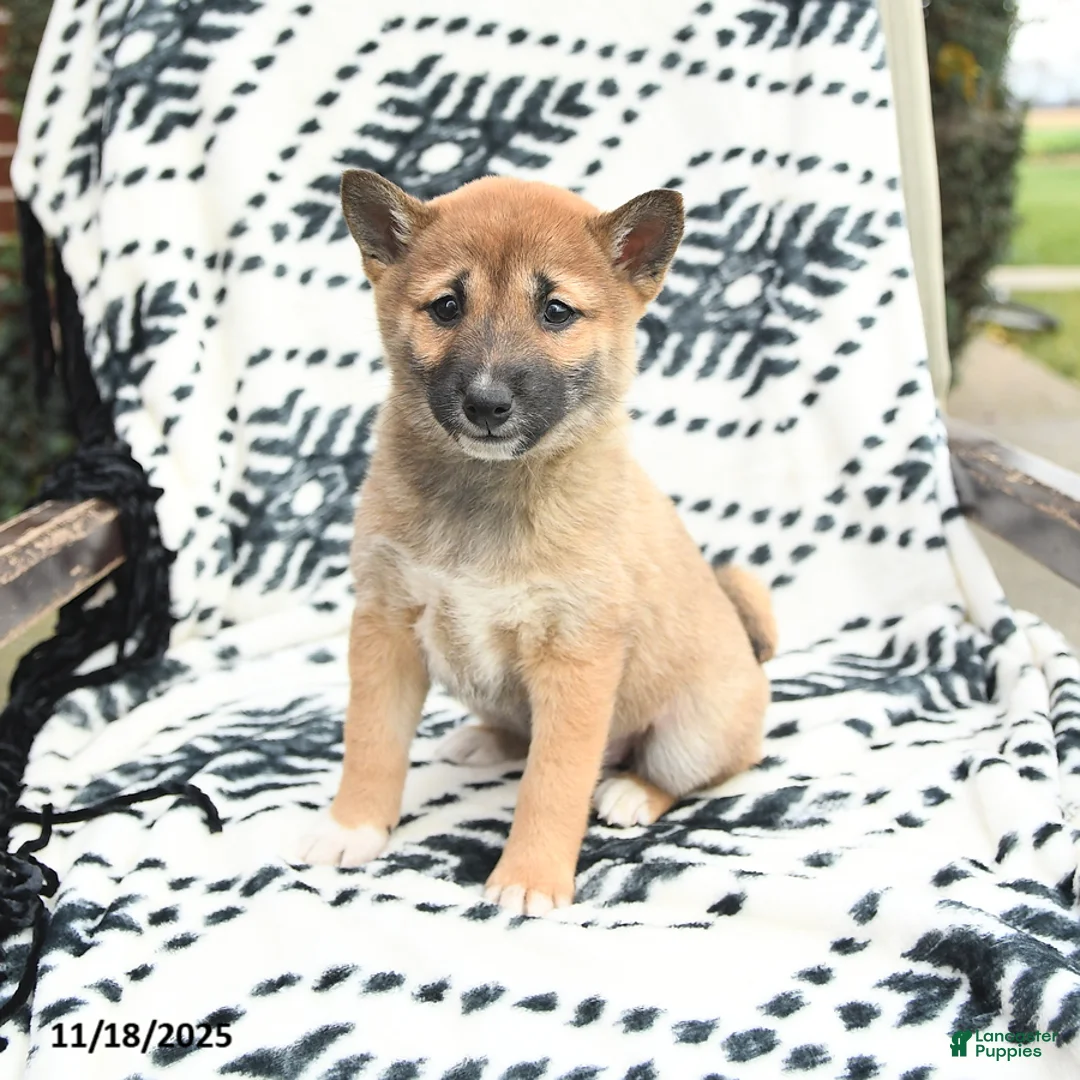 Shiba Inu dogs for sale: Nellie - Ad 2