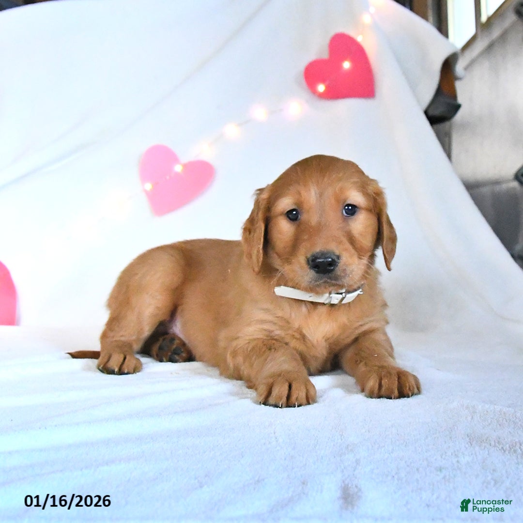 Golden Retriever dogs for sale: Moose - Ad 5