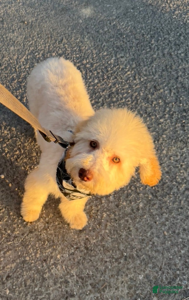 Goldendoodle dogs for sale: Honey - Ad 2