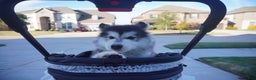 Alaskan Malamute dogs for sale: Xiao Zi - Ad 23