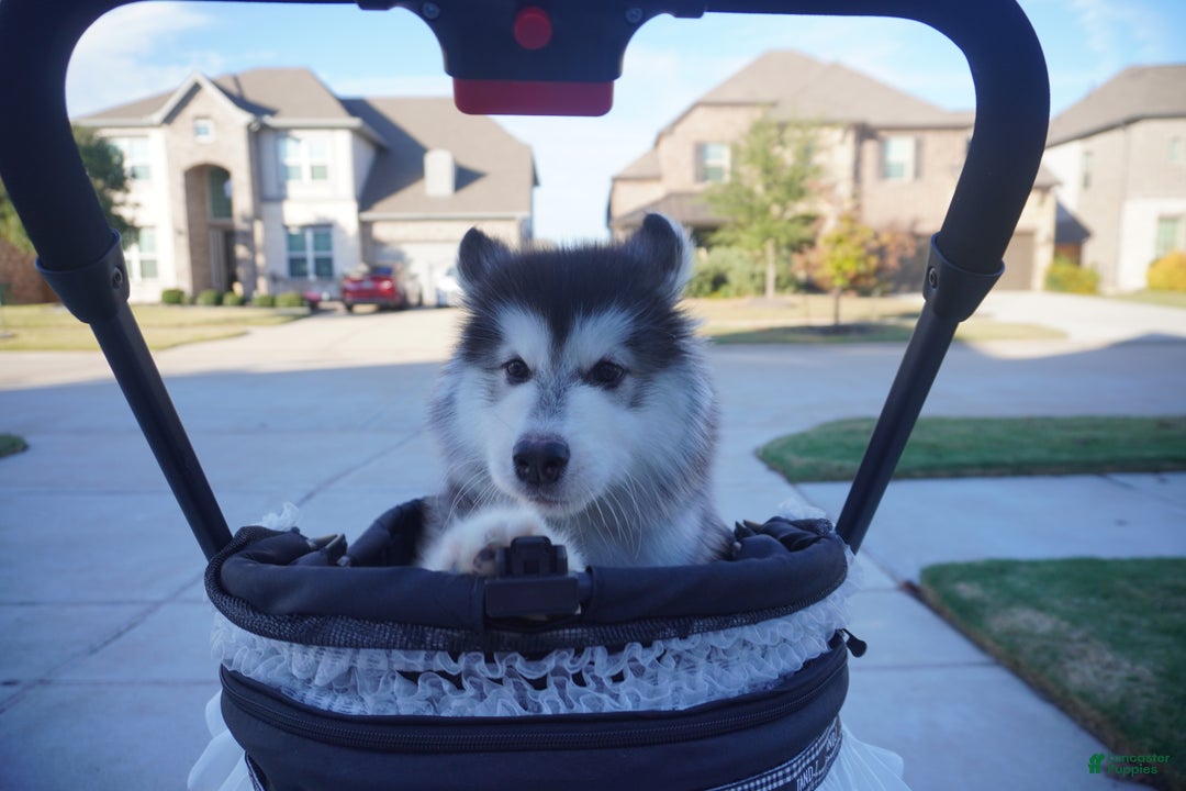 Alaskan Malamute dogs for sale: Xiao Zi - Ad 23