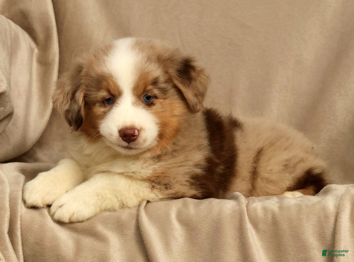 Miniature Australian Shepherd dogs Roxy - Ad 2