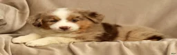 Miniature Australian Shepherd dogs for sale: Roxy - Ad 2
